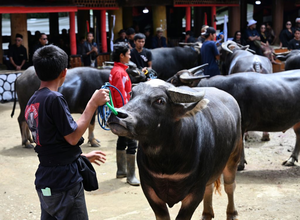 Young man holding a water buffalo by a rope in the ceremony grounds during a Rambu Solo funeral in Tana Toraja, Indonesia, with crowds of guests and tongkonan houses visible in the background