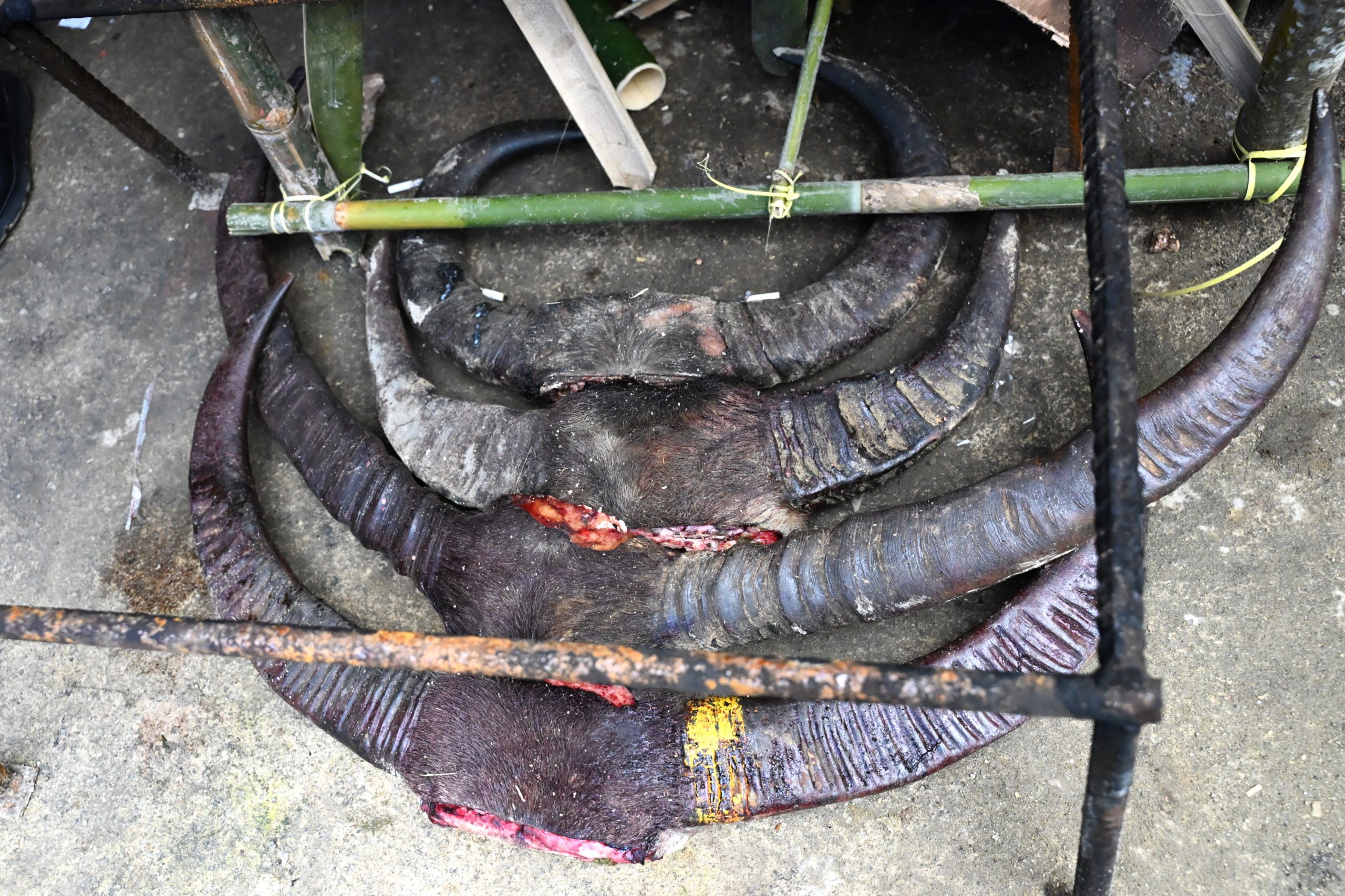 A top-down view of several large, dark water buffalo horns with small amounts of red tissue attached, resting on a concrete floor near bamboo poles. These remains are being prepared to be mounted on a traditional Tongkonan house as a symbol of the family's status and the scale of the funeral sacrifice.