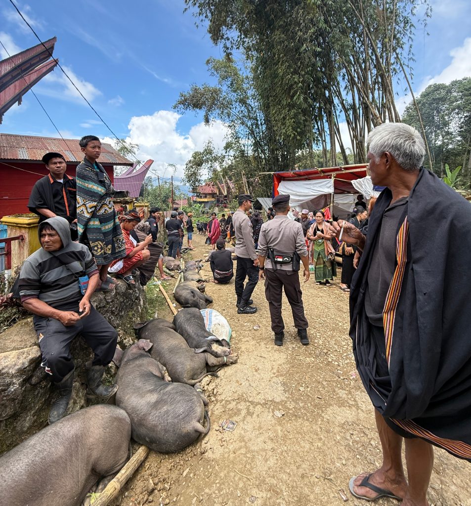 pig tied up with locals and police officers at a Tana Toraja funeral ceremony called Rambu Solo