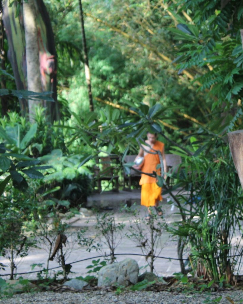 A Buddhist monk in saffron robes walking through the lush green jungle trails of Wat Pha Lat forest temple in Chiang Mai.